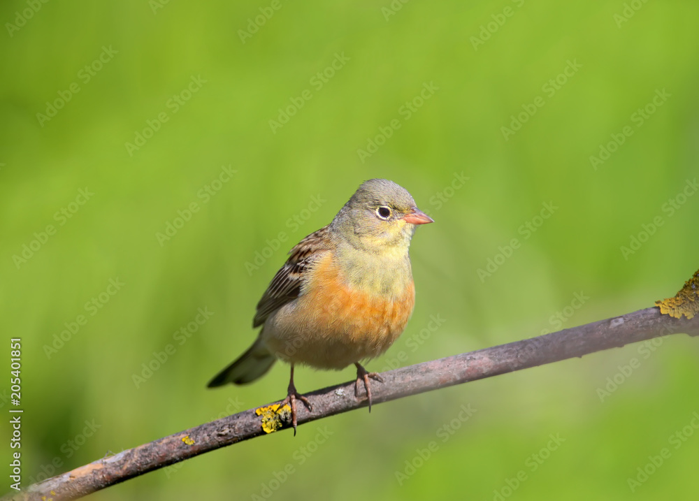 A male ortolan bunting sits on a branch on green blurred background. Closr up and detailed photo A male ortolan bunting sits on a branch on green blurred background. Closr up and detailed photo