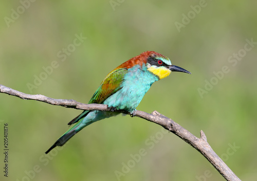 European bee-eater sits on an inclined branch on a blurred green background in bright sunlight