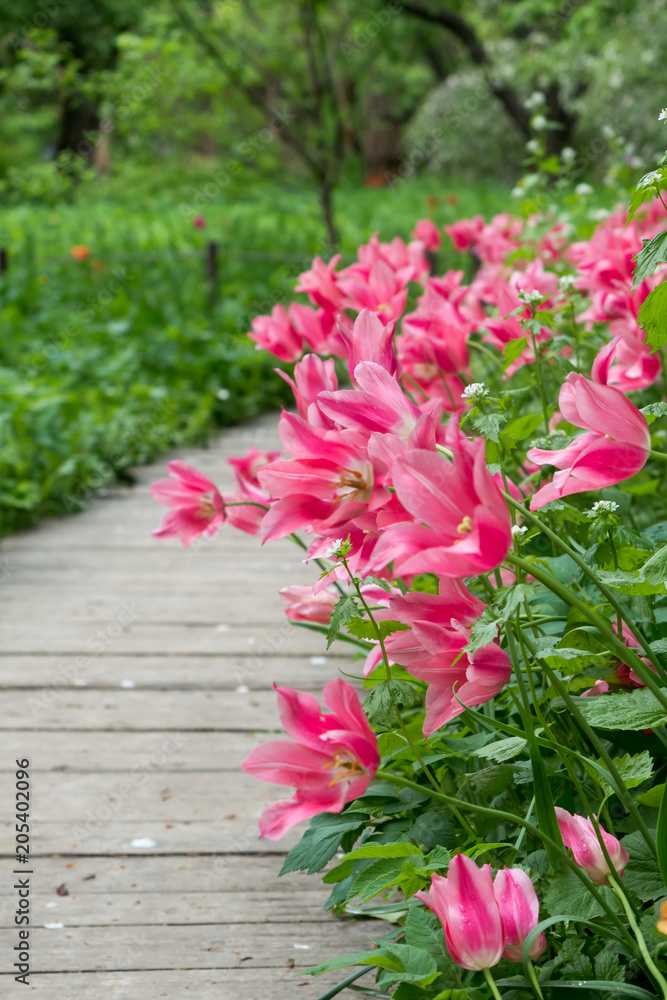 Colorful tulips flowers blooming in the garden along the wooden flooring