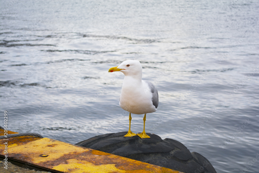 Obraz premium seagull by the beach against natural blue water background.