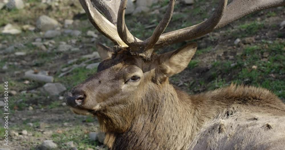 Young male deer turns to face camera - tick growth on back Young male deer turns to face camera - tick growth on back