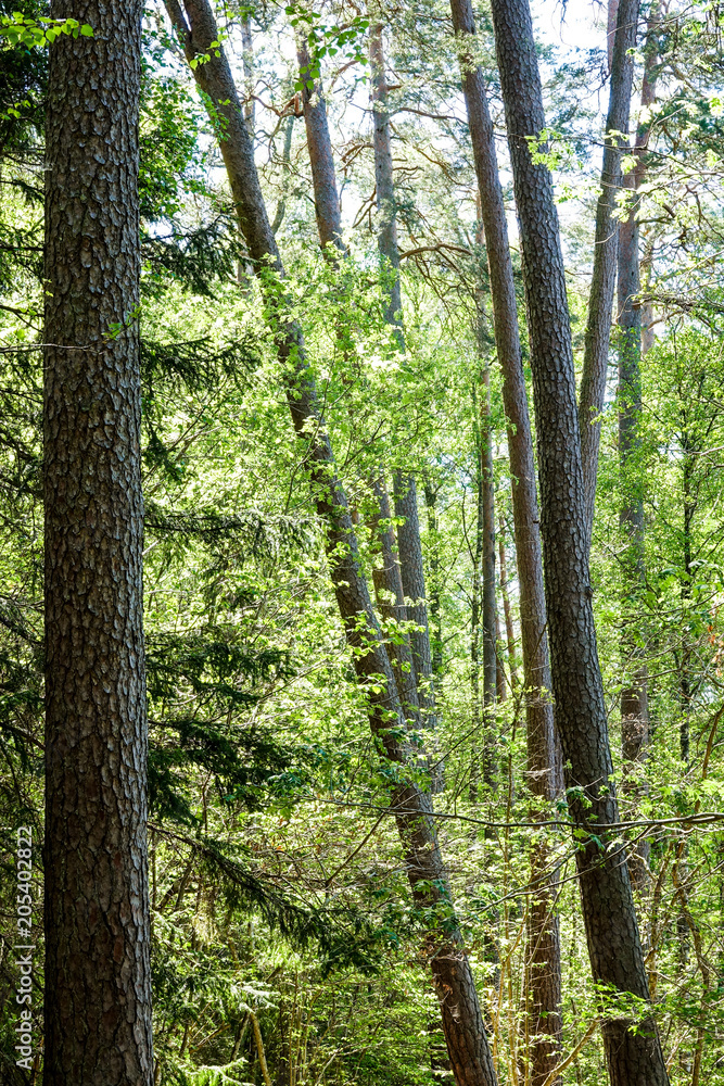 Fototapeta premium Crooked tree trunks in a coniferous forest.
