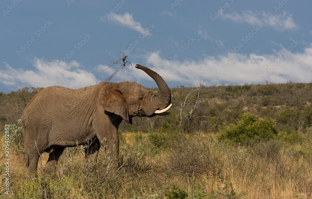 Obraz premium Elephant dust bath