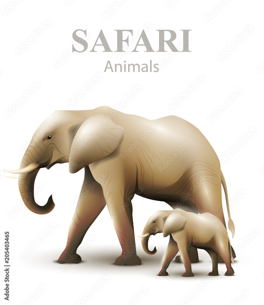 Elephants isolated Vector illustration. Animals wildlife templates