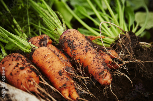 Canvas Print vegetable