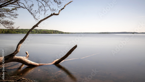 Beautiful dead tree trunk /...