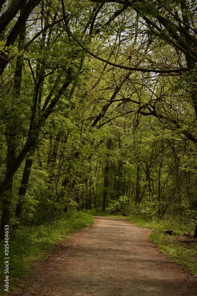 Trail with Path