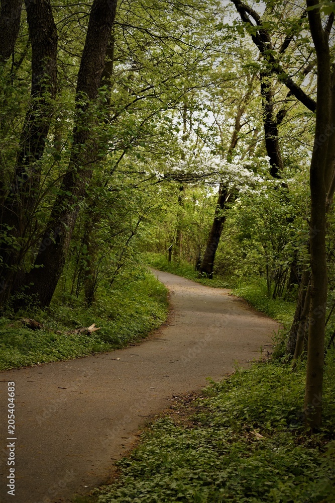 Obraz premium Trail with Flowering Path