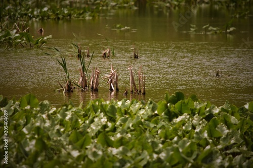 Water with plants and animals