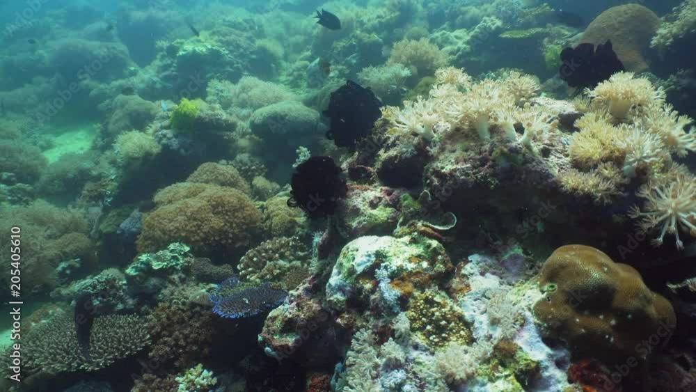 Tropical fish on coral reef at diving. Wonderful and beautiful underwater world with corals and tropical fish. Hard and soft corals. Philippines, Mindoro. Tropical fish on coral reef at diving. Wonderful and beautiful underwater world with corals and tropical fish. Hard and soft corals. Philippines, Mindoro.