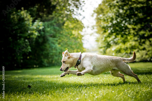 The Golden Labrador