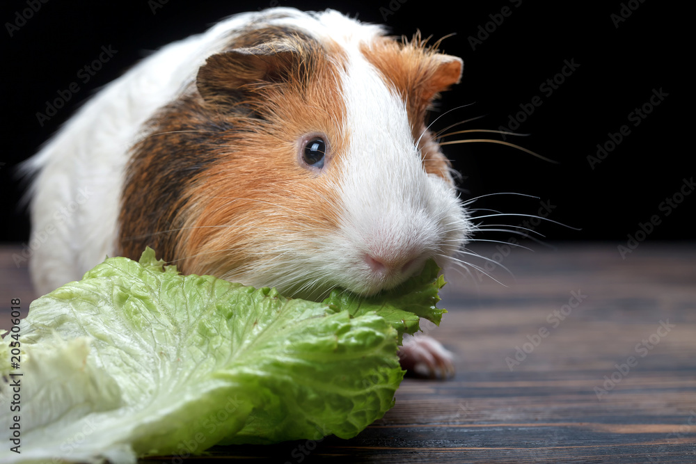 Guinea pig iceberg lettuce clearance