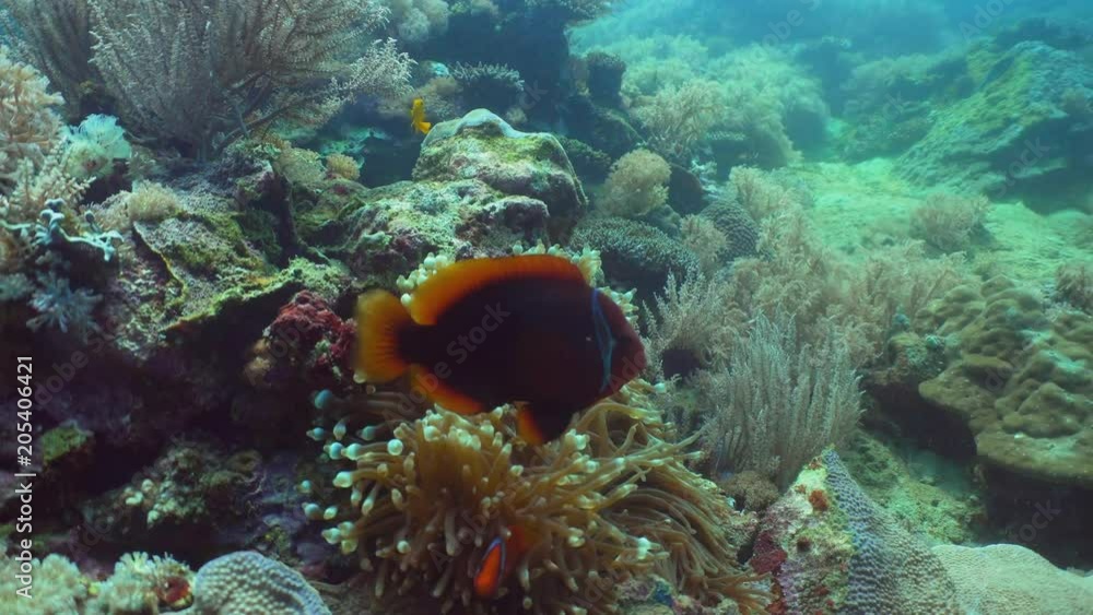 Clown Anemonefish in actinia on coral reef. Amphiprion percula. Mindoro. Underwater coral garden with anemone and clownfish. Philippines Clown Anemonefish in actinia on coral reef. Amphiprion percula. Mindoro. Underwater coral garden with anemone and clownfish. Philippines