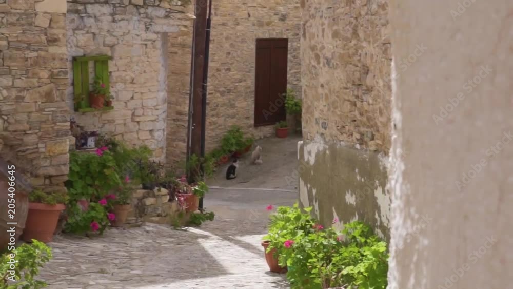 cats in street in Lefkara, Cyprus cats in street in Lefkara, Cyprus
