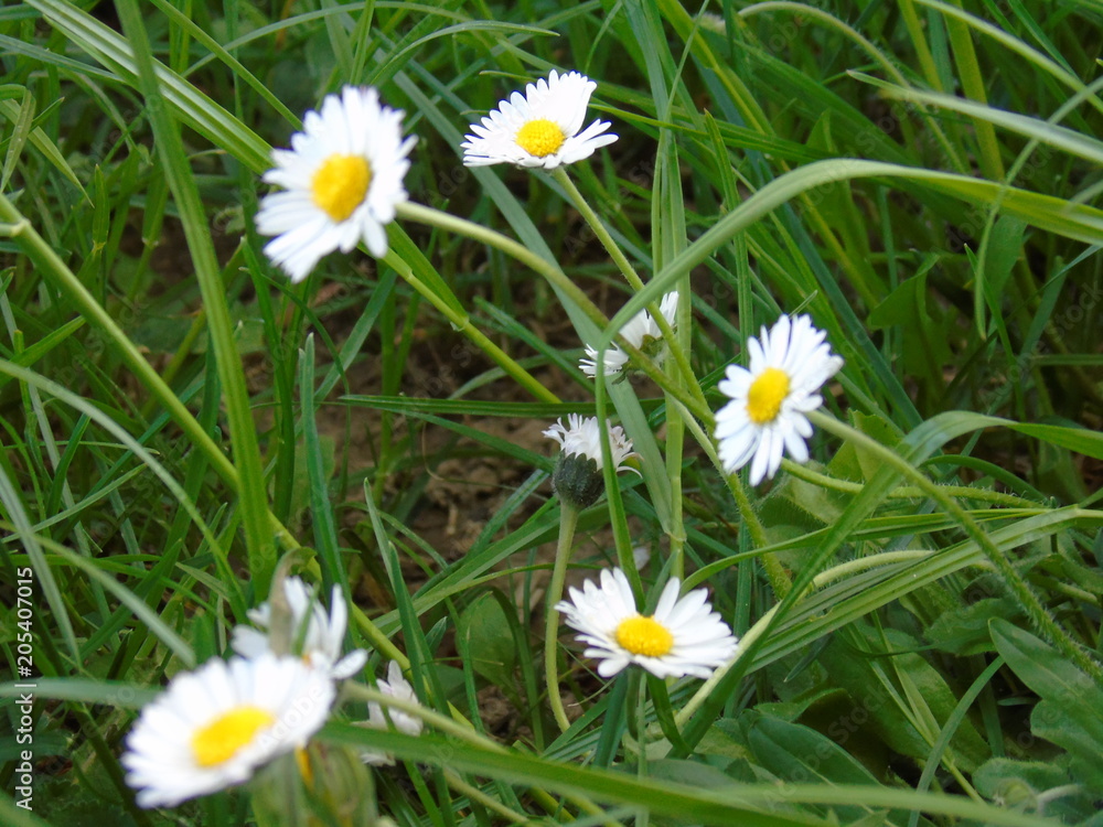 Obraz premium Beautiful background from the nature in spring