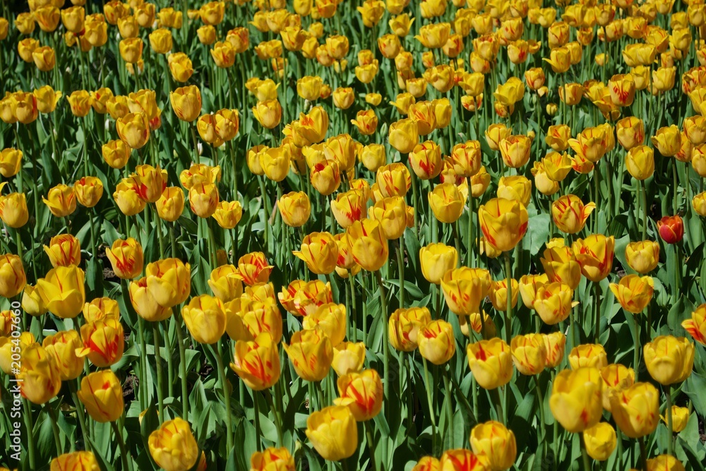 Beautiful yellow tulips with green leaves. Spring