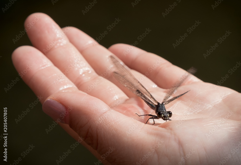 Black dragonfly that flew on hand.