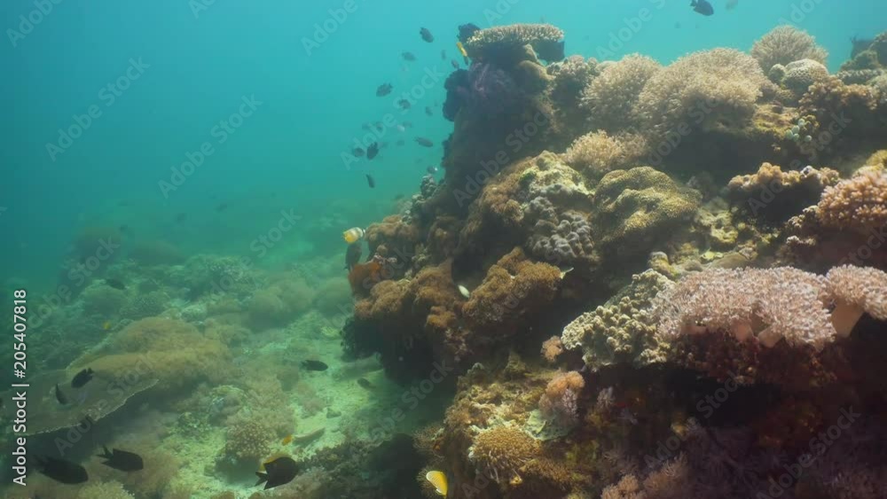 Tropical fish on coral reef at diving. Wonderful and beautiful underwater world with corals and tropical fish. Hard and soft corals. Philippines, Mindoro. Tropical fish on coral reef at diving. Wonderful and beautiful underwater world with corals and tropical fish. Hard and soft corals. Philippines, Mindoro.