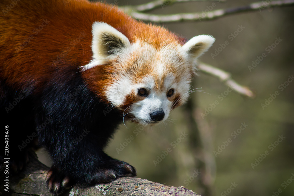 Panda red (Ailurus fulgens) Panda red (Ailurus fulgens)