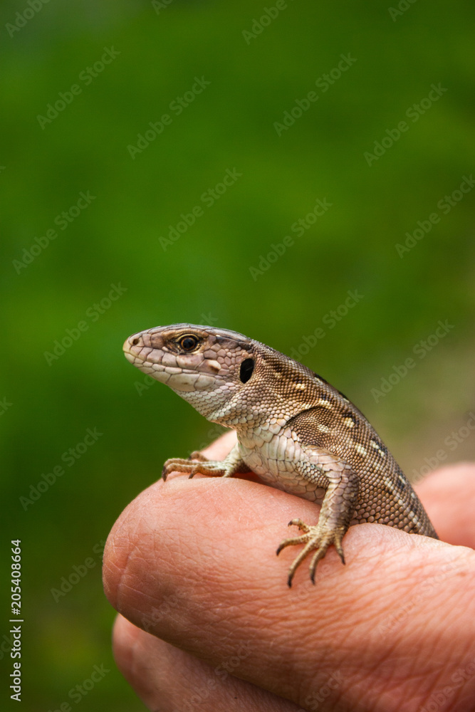 Fototapeta premium A little brown lizard in his hand.