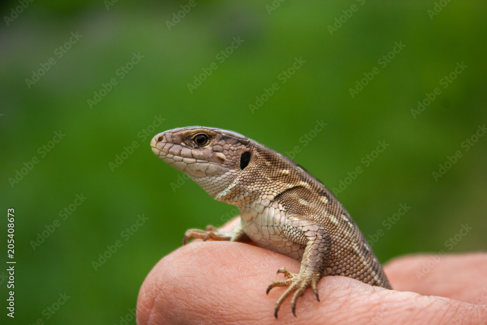 A little brown lizard in his hand. A little brown lizard in his hand.