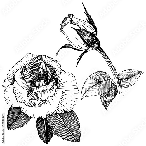 Vector roses. Floral botanical flower. Wild spring leaf wildflower isolated. Vector wildflower for background, texture, wrapper pattern, frame or border.