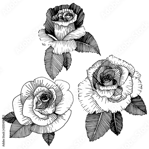Vector roses. Floral botanical flower. Wild spring leaf wildflower isolated. Vector wildflower for background, texture, wrapper pattern, frame or border.