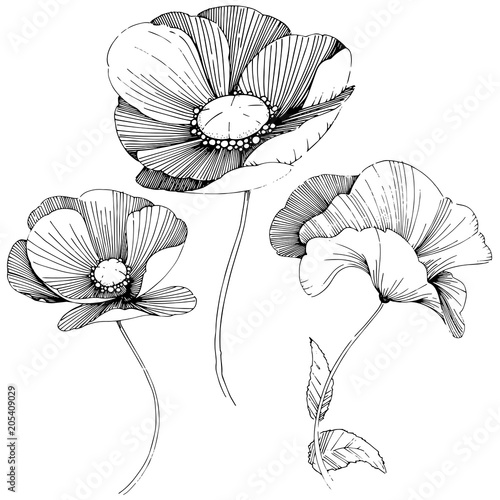 Vector poppy. Floral botanical flower. Wild spring leaf wildflower isolated. Vector wildflower for background  texture  wrapper pattern  frame or border.