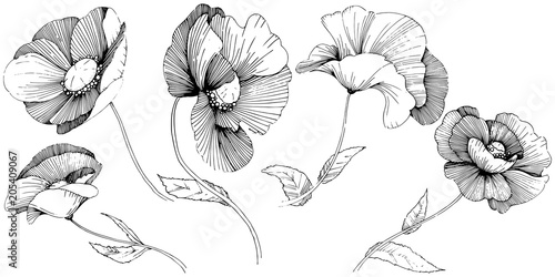 Vector poppy. Floral botanical flower. Wild spring leaf wildflower isolated. Vector wildflower for background, texture, wrapper pattern, frame or border.
