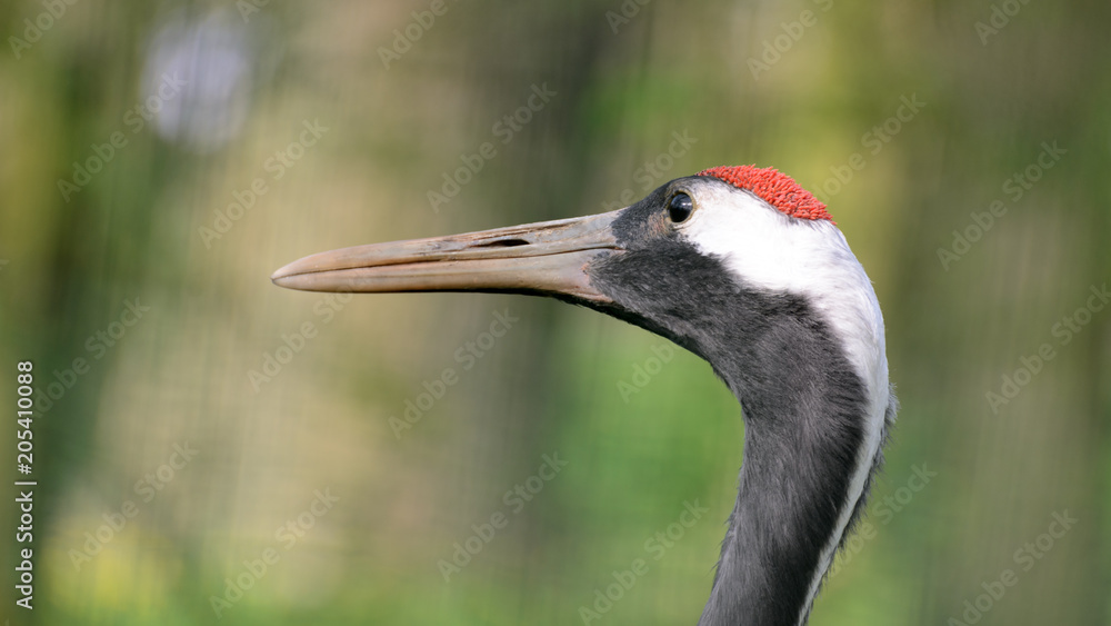 Grus japonensis, a portrait photo of a large bird with a big beak