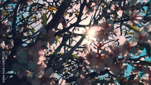 beautiful blossoms on tree with sun flare 