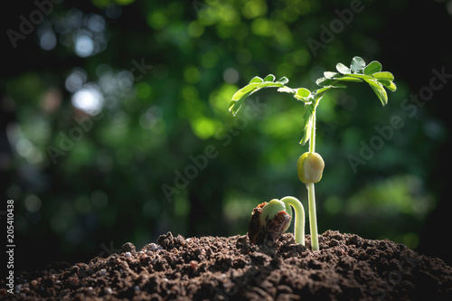 close-up young plant growing in the soil concept save nature or agriculture on soft green tree background.