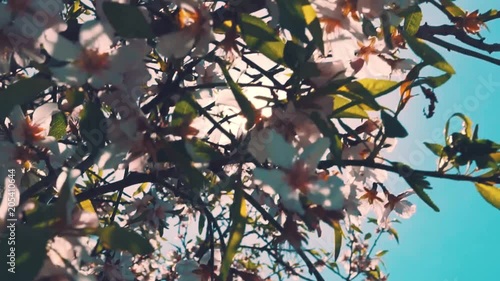 blossoms on tree in spring, cinematic 