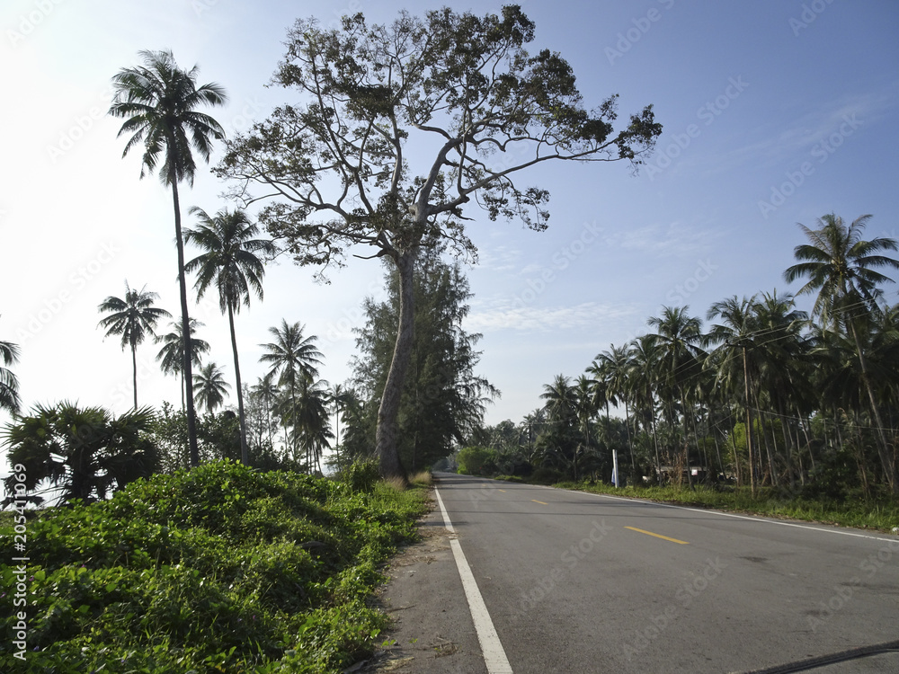 a road marked with a summer day a road marked with a summer day