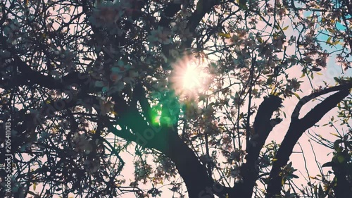 cinematic blossoming fruittrees 