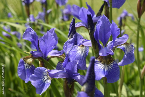 Fototapeta Naklejka Na Ścianę i Meble -  blaue Iris