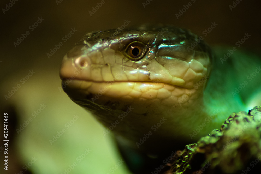 Tiliqua scincoides chimaerea Tiliqua scincoides chimaerea