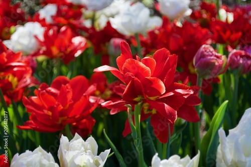 Beautiful red and white tulips with green leaves. Spring