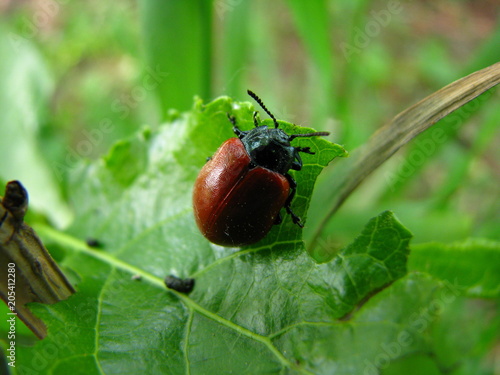 Bug © Нечаева Ольга