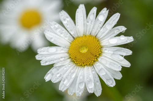 Margeritenblüten - Leucanthemum vulgare, mit Morgentau