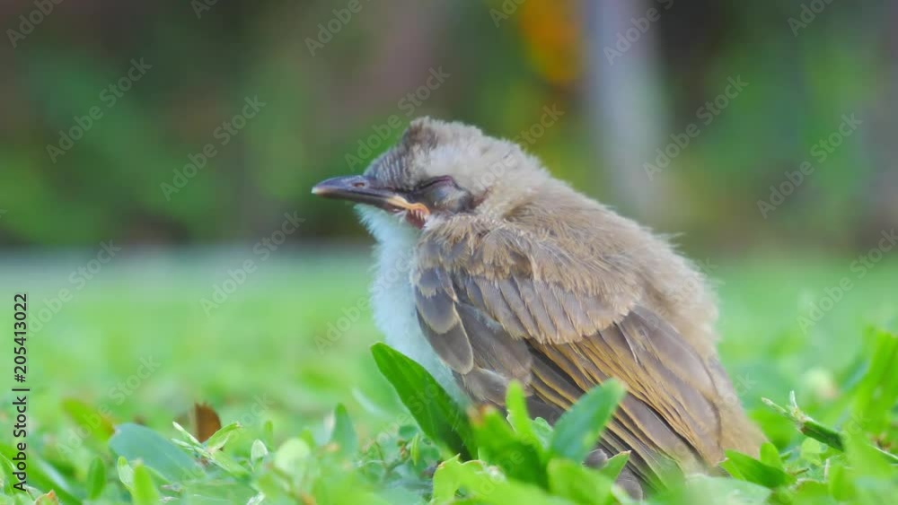 Small chick on green grass Small chick on green grass