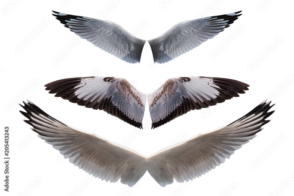 Fototapeta premium set of wings bird isolated on white background