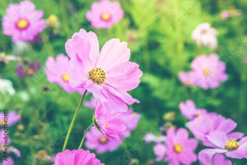 flowers cosmos pink and white color in the nature garden , colorful in the nice day , flowers vintage time in the day © aboutnuylove