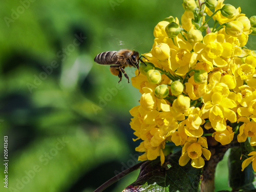 Bee gathers honey - Kranjska čebela -Slovenija