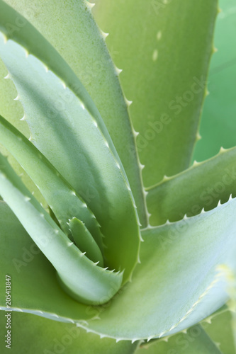 Wallpaper Mural Aloe vera plants, tropical green plants. Torontodigital.ca