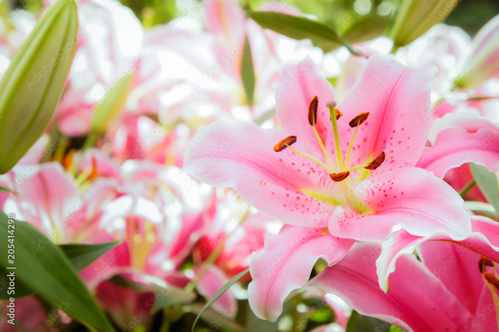 lilly pink flowers in the nature garden romance nature flowers blooming in the garden