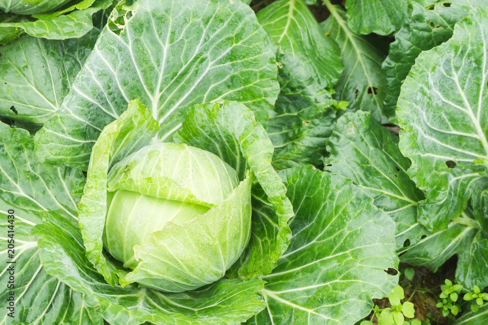 Close up on fresh cabbage in harvest field. Close up on fresh cabbage in harvest field.