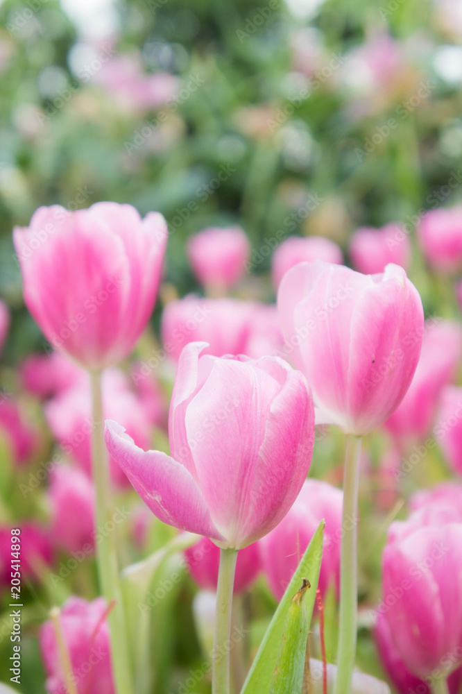 pink tulip flowers garden , tulip blooming blossom in the garden pink tulip flowers garden , tulip blooming blossom in the garden