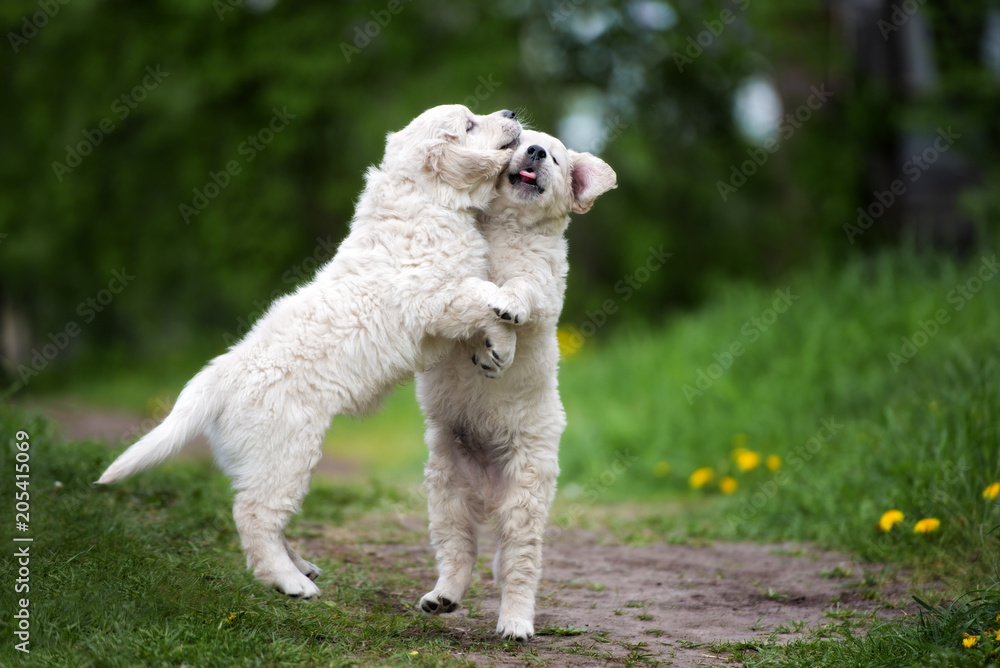 two funny puppies collide in the air while jumping two funny puppies collide in the air while jumping