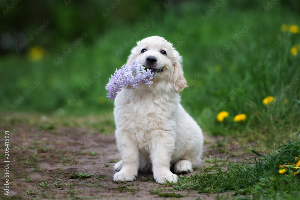 adorable golden retriever puppy holding lilac flower adorable golden retriever puppy holding lilac flower